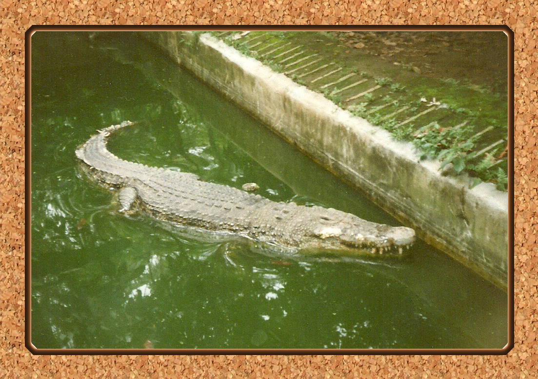 bis zu 8 Meter lange Krokodile